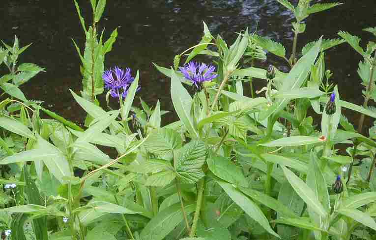 Perennial Cornflower
