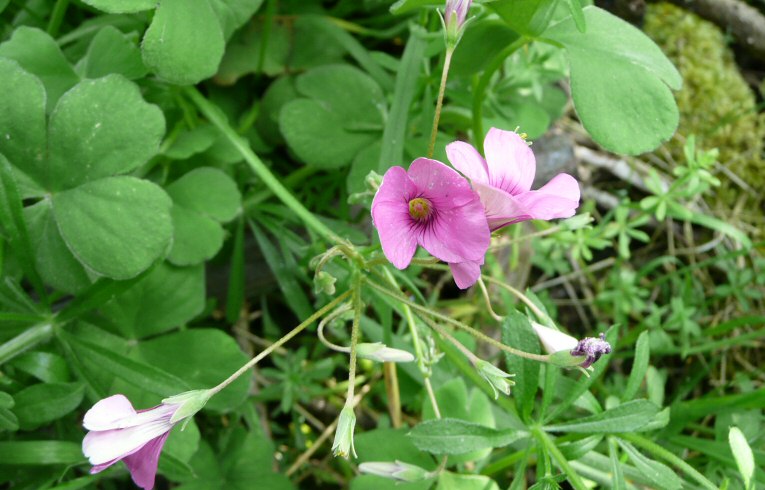 Pink Sorrel