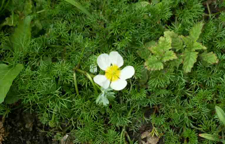 Ranunculus peltatus