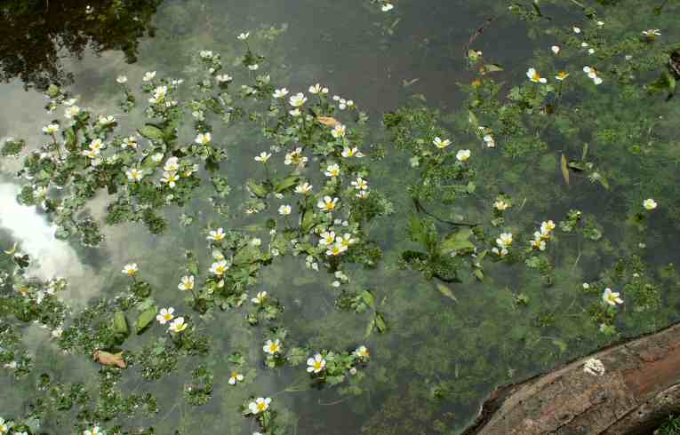 PonRanunculus peltatus