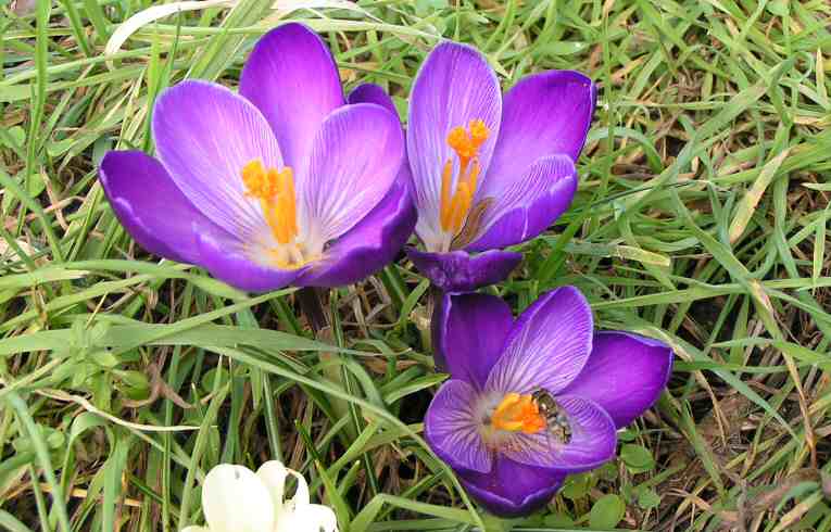 Purple Garden Crocus