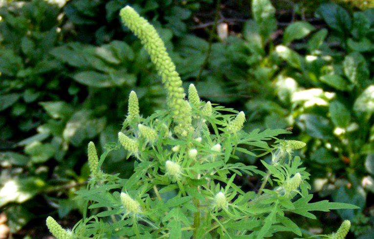 Ragweed