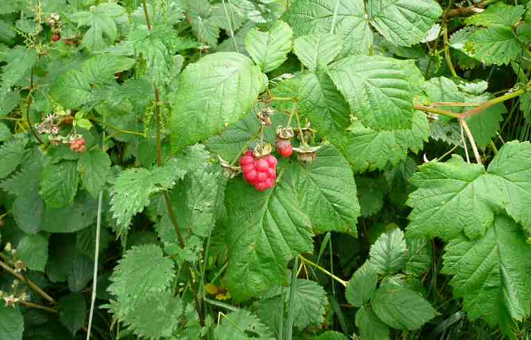 Raspberry
