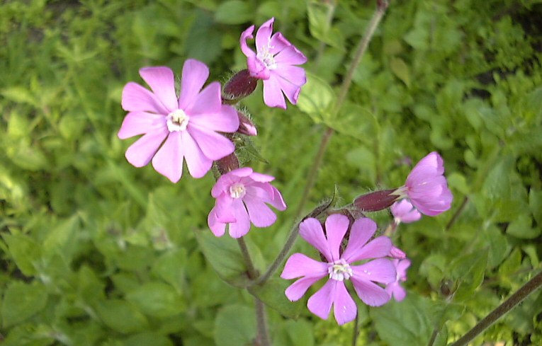 Red Campion