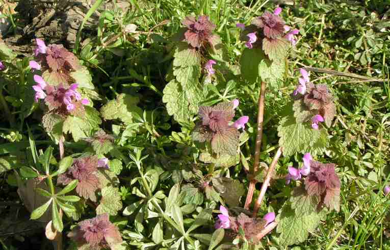 Lamium purpureum