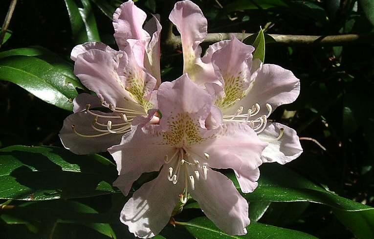 Rhododendron