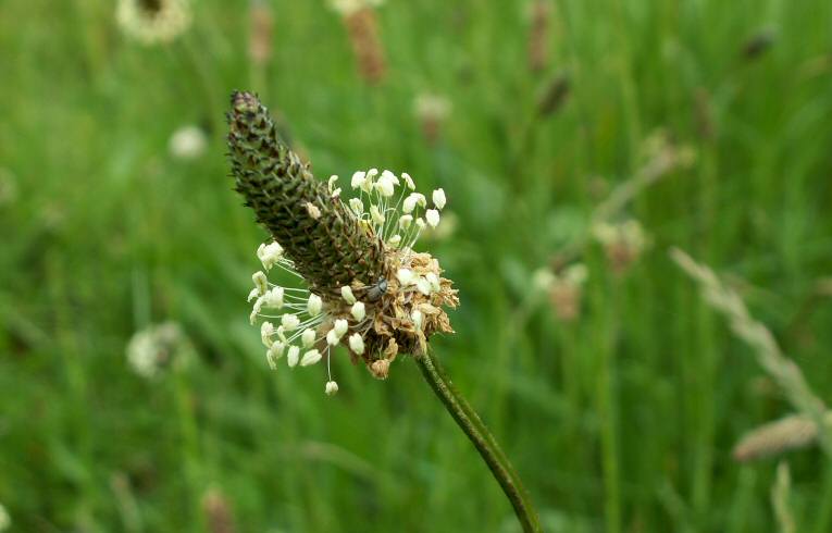 Ribwort Plantain