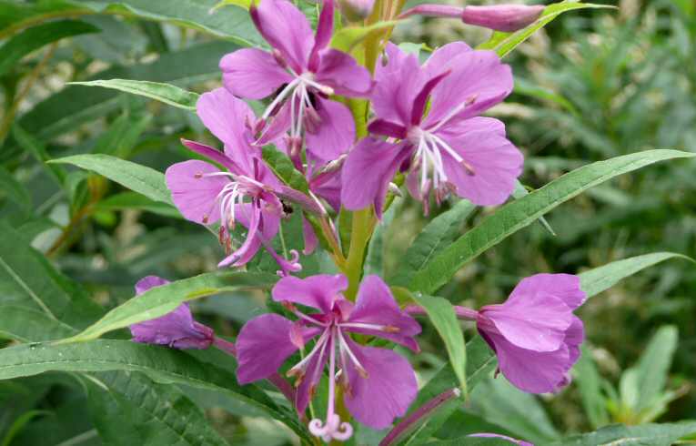 Chamerion angustifolium