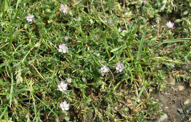 Sand Spurrey Spergularia rubra