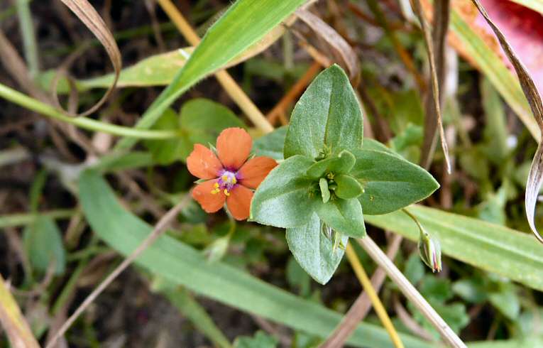 Anagallis arvensis