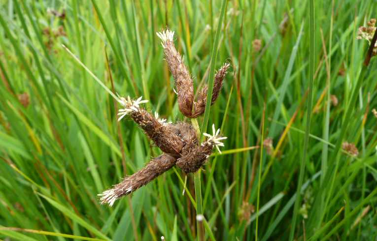 Bolboschoenus maritimus