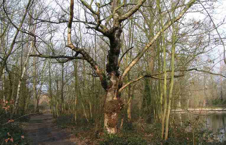 Silver Birch