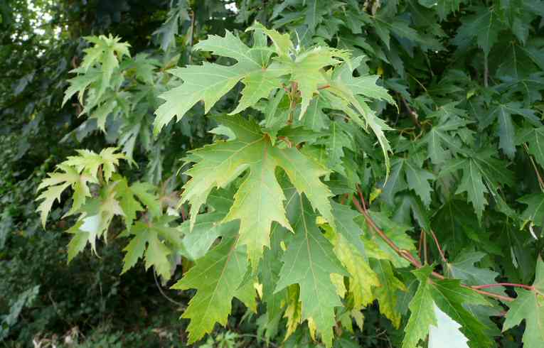 Acer saccharinum