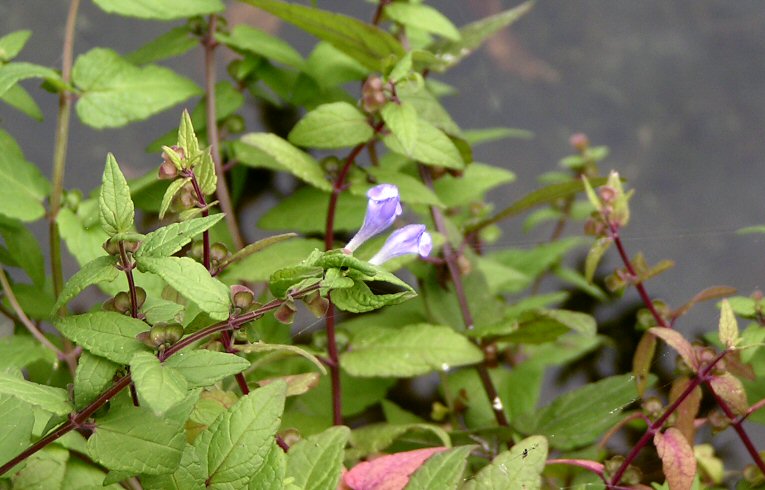 Skullcap