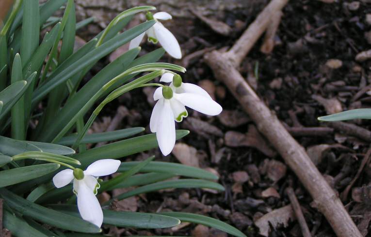 Galanthus nivalis