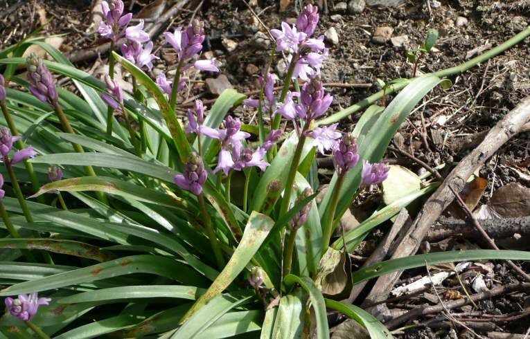 Spanish Bluebell