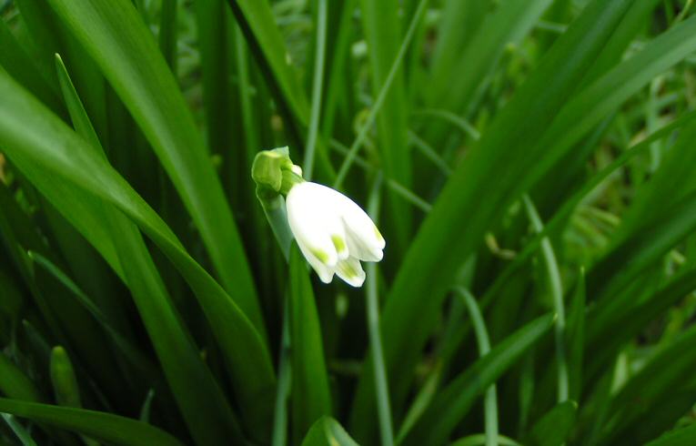 Summer Snowflake