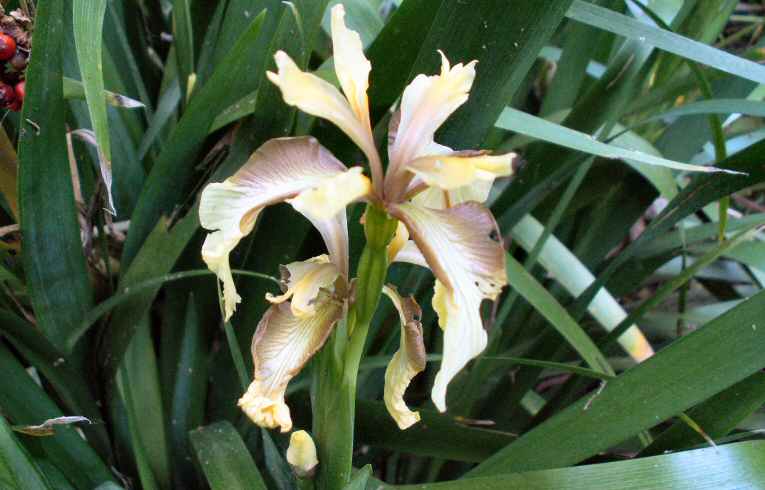 Stinking Iris