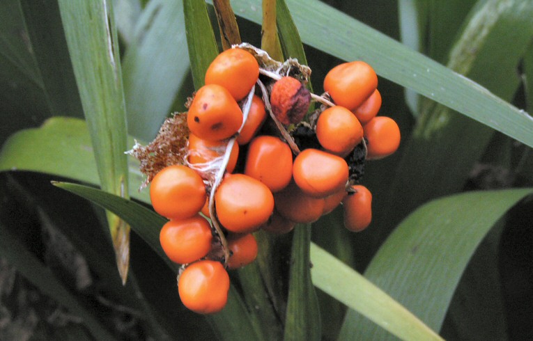 Stinking Iris