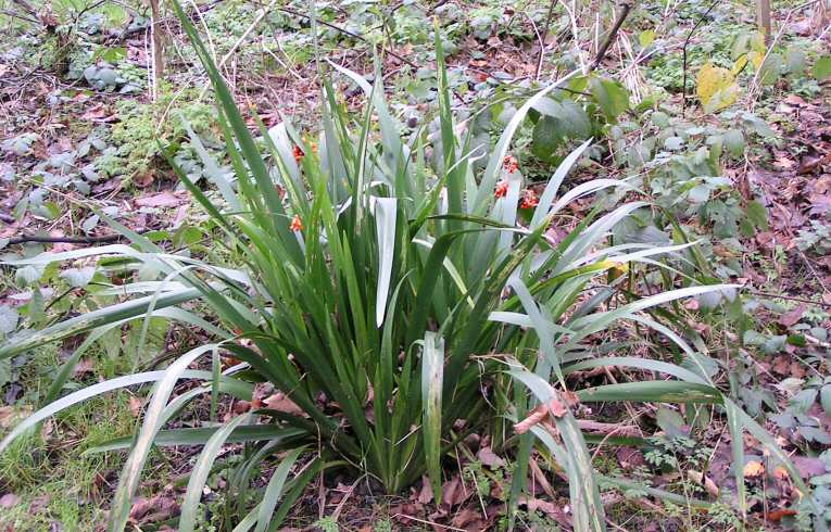 Stinking Iris