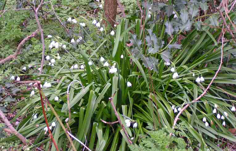 Summer Snowflake