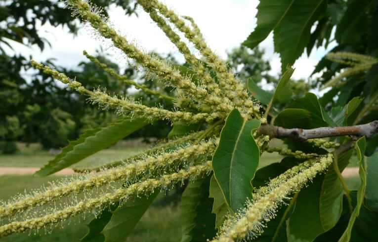 Sweet Chestnut flowers