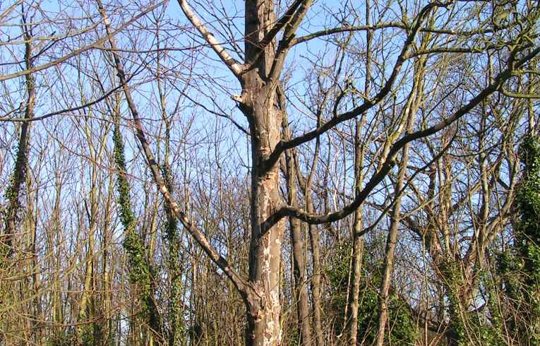 Acer pseudoplatanus
