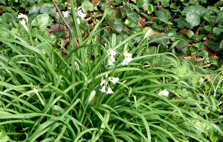 Three-cornered Leek