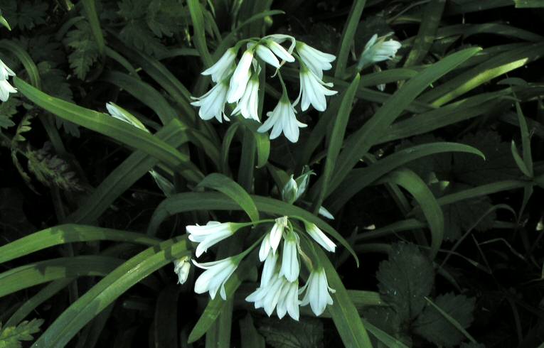 Three-cornered Leek