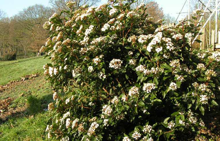 Viburnum tinus