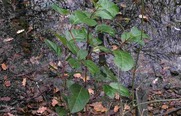 Viburnum tinus