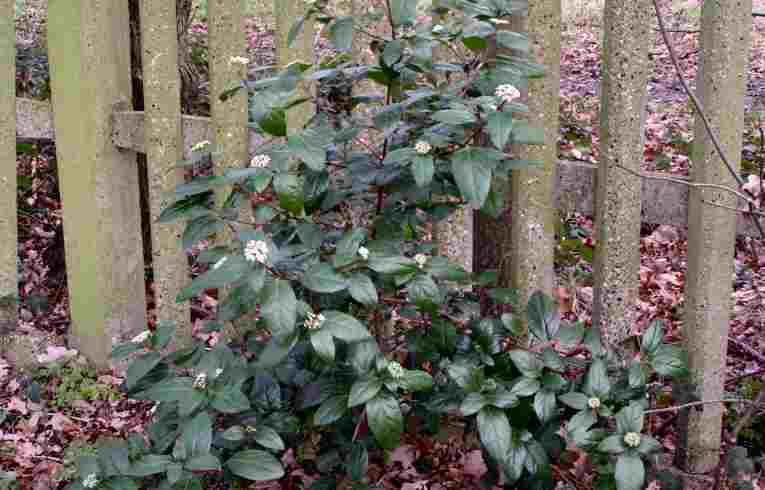 Viburnum tinus