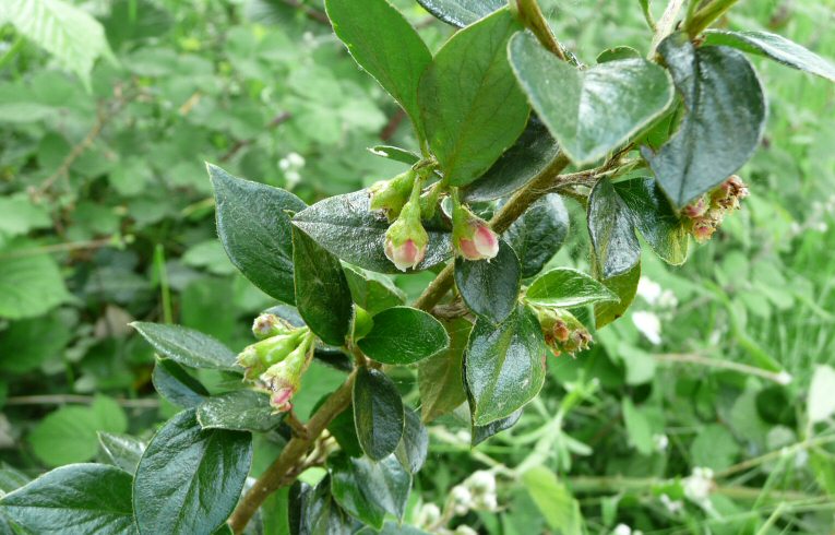 Wall Cotoneaster