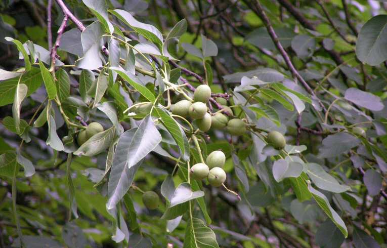 Walnut