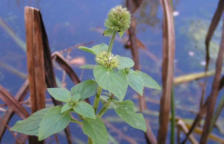 Water Mint