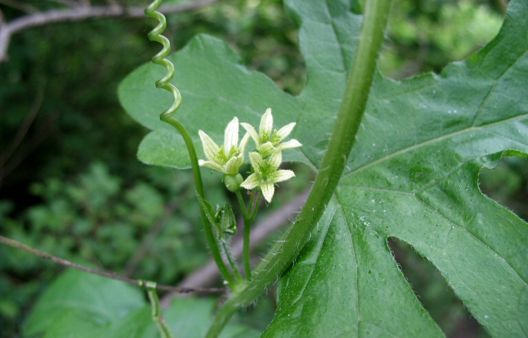 White Bryony