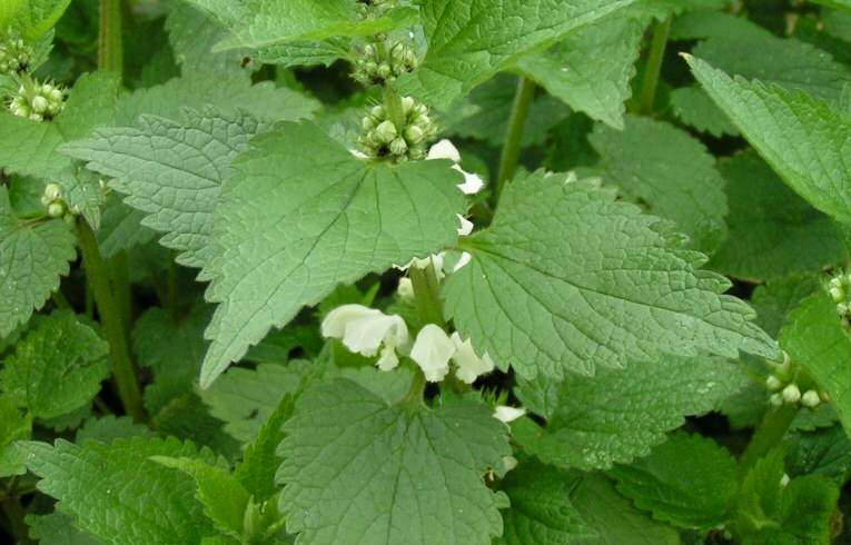 White Dead-nettle