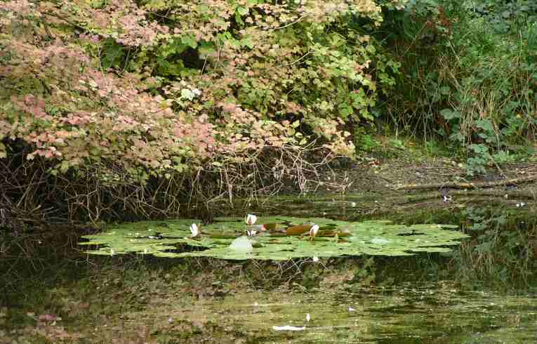 White Water Lily