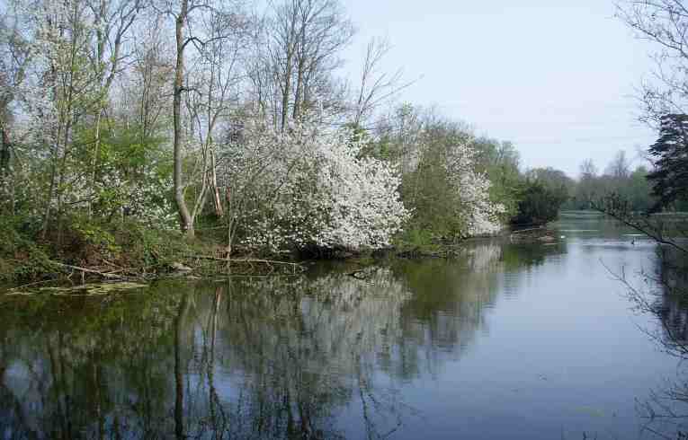 Wild Cherry