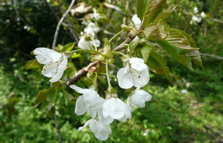 Wild Cherry