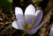 Autumn Crocus