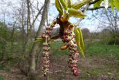 Balm of Gilead