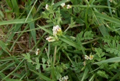 Birdsfoot