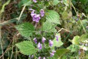 Black Horehound