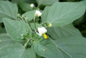 Black Nightshade