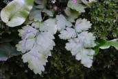 Black Spleenwort