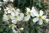 Blackthorn