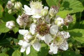 Bramble