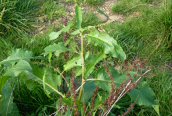Broad-leaved Dock