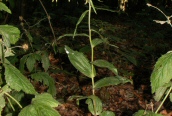 Broad-leaved Helleborine